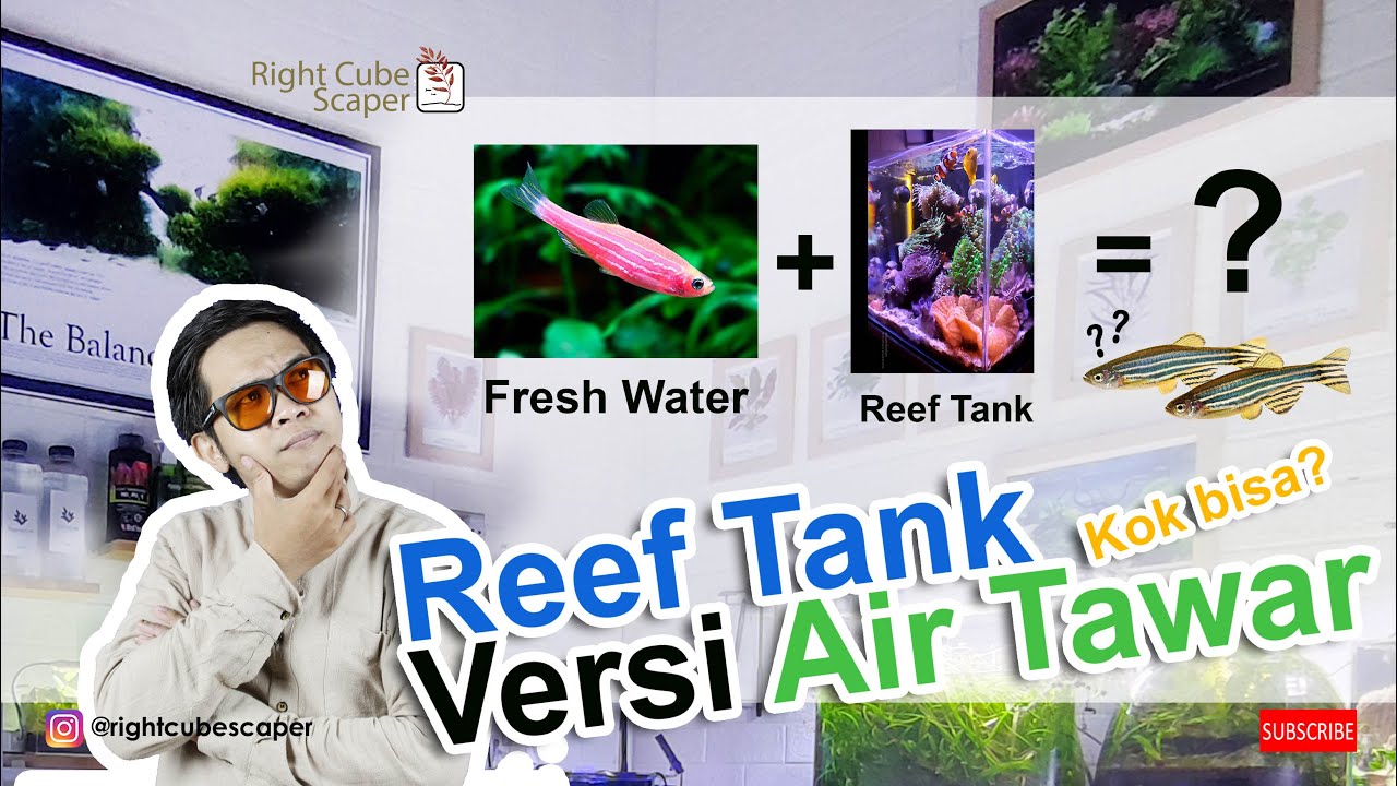 #29 BIKIN REEF TANK versi AIR TAWAR kalian mesti tonton ini.