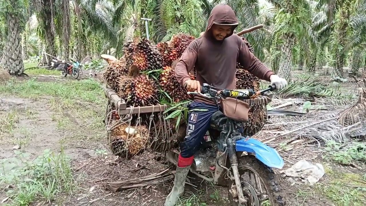 #langsir buah!! lahan satu hektar#@edisugiran4266#kulipanensawit sumatra#