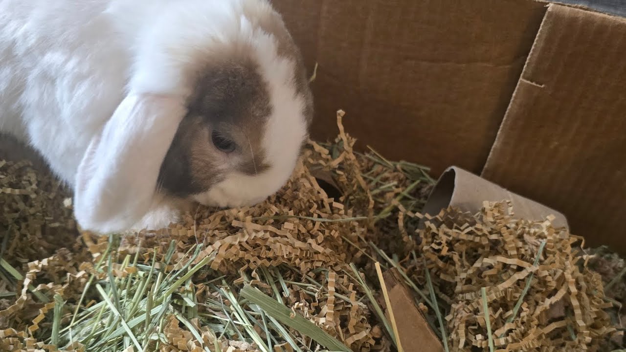 Making my Rabbit a New Dig Box