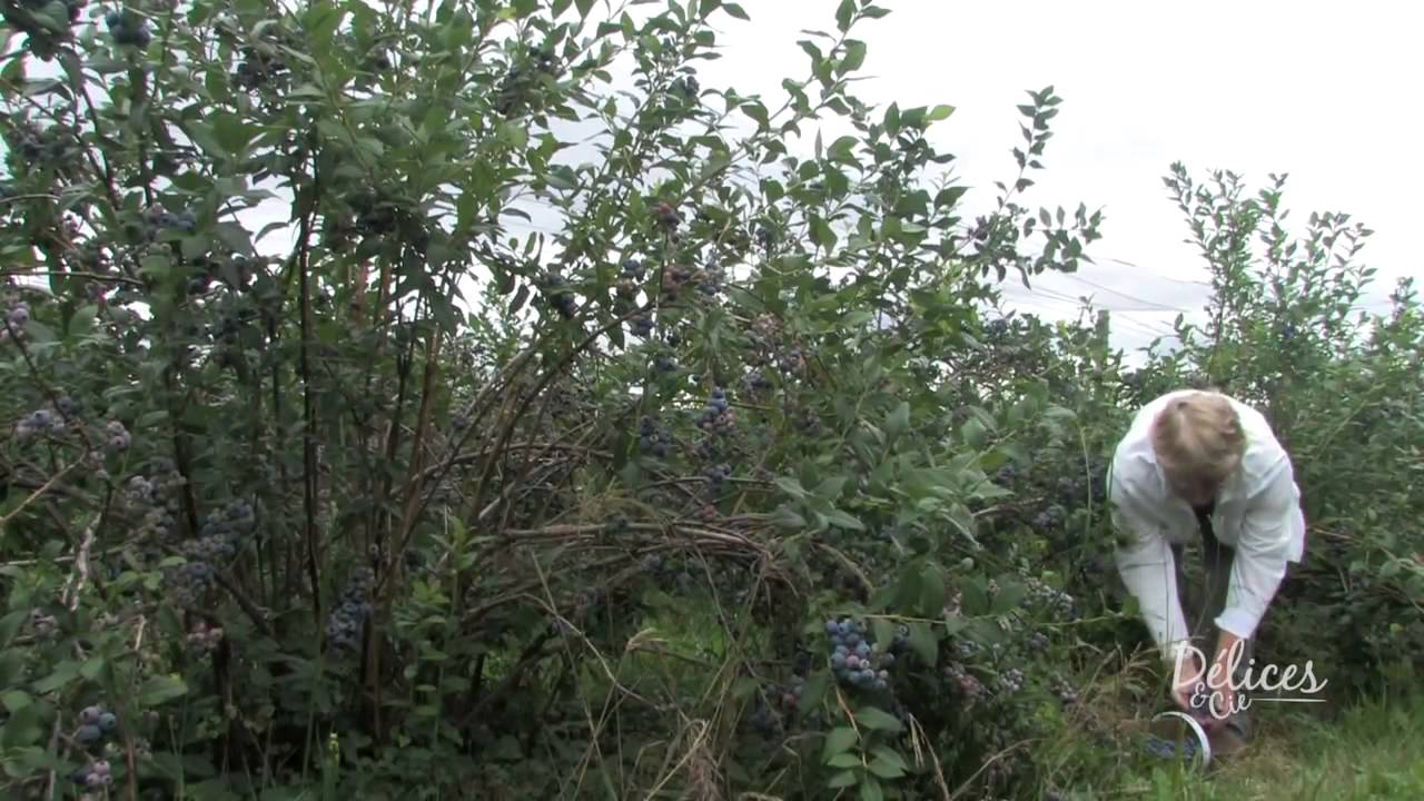 Délices & Cie - Le bleuet en corymbe
