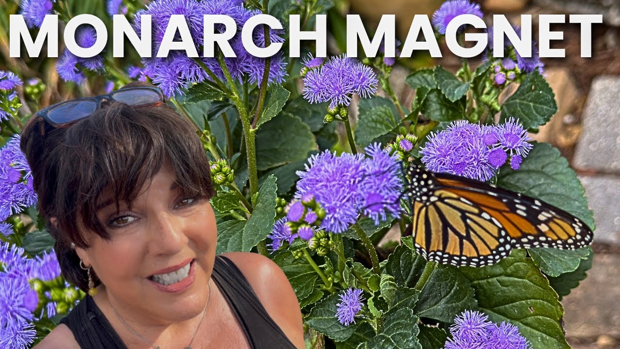Monarchs Love This Plant! Pentas Garden Setup & Post-Freeze Recovery (Florida Butterfly Garden)