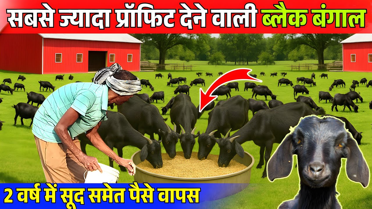 Black Bengal Goat से इतनी कमाई हो सकती है 🔥✅ Commercial Goat Farming || Black Bengal Goat Farming