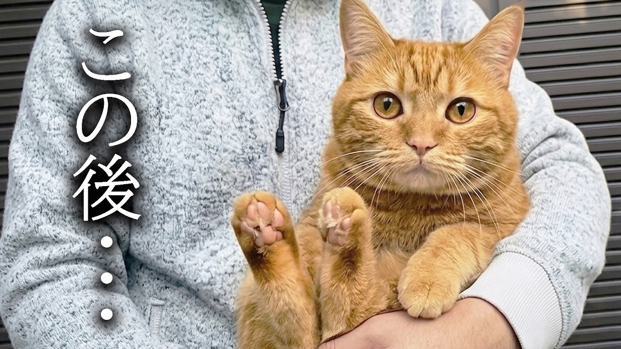 朝のゴミ出しについてきちゃった猫がこちらです...
