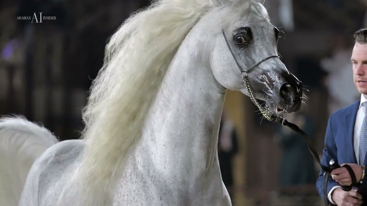 💣 EKS MANSOUR 💣⁣ Class Winner⁣ Stallions 7-10 yo, 2022 KIAHF