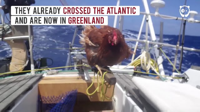 Chicken Sails Around The World With Her Human Friend