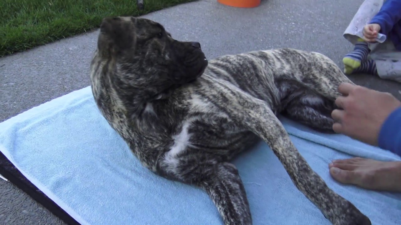 How to give (Inject) Ear Infection Medicine to a Nervous dog
