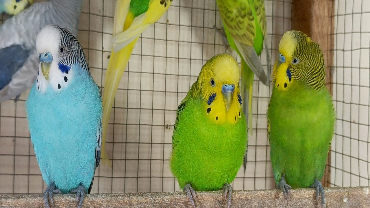 12 hour Non-Stop Joyful Budgie Chirps 🎶 | Natural Parakeet Sounds to Entertain Lonely Birds