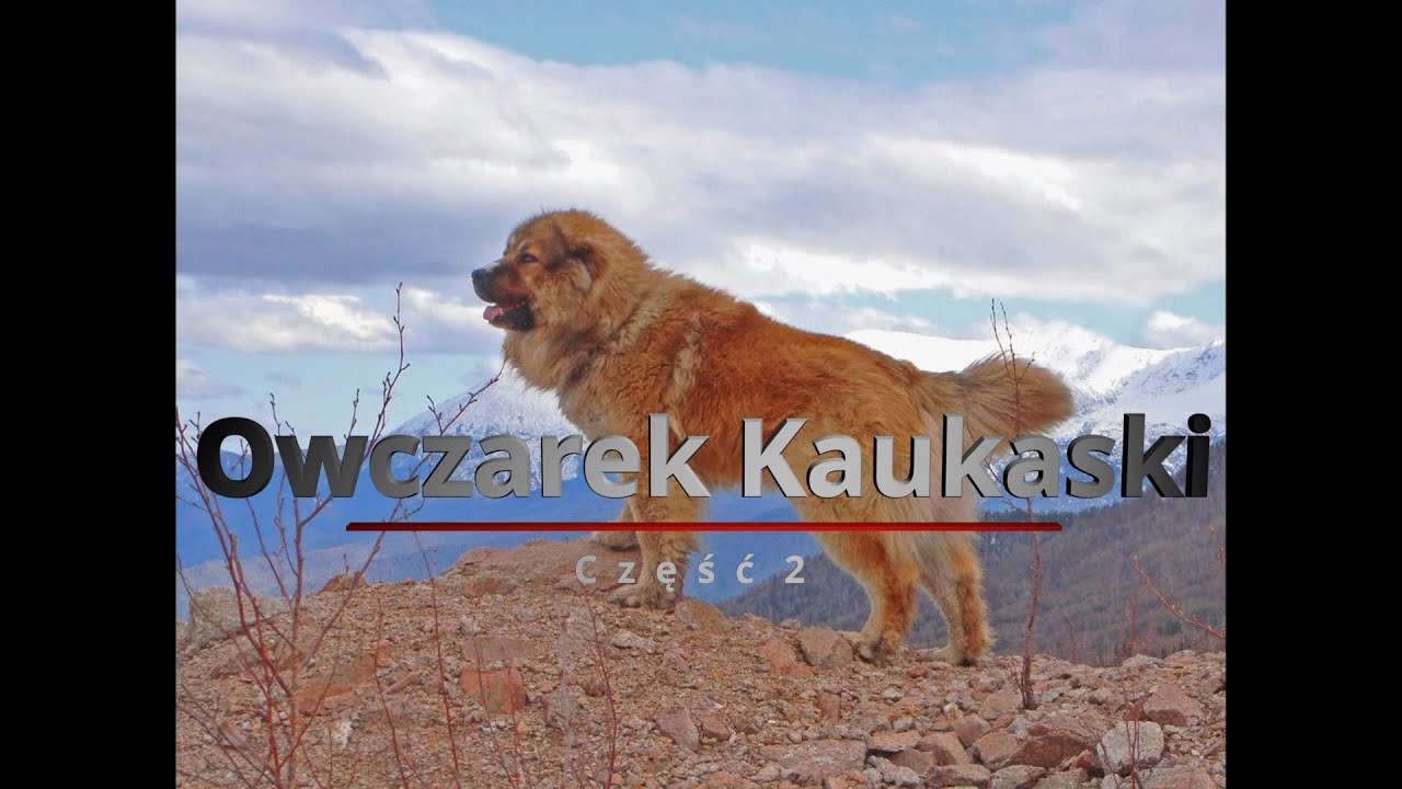 Owczarek Kaukaski- historia i opis psa Kaukazu- Część 2