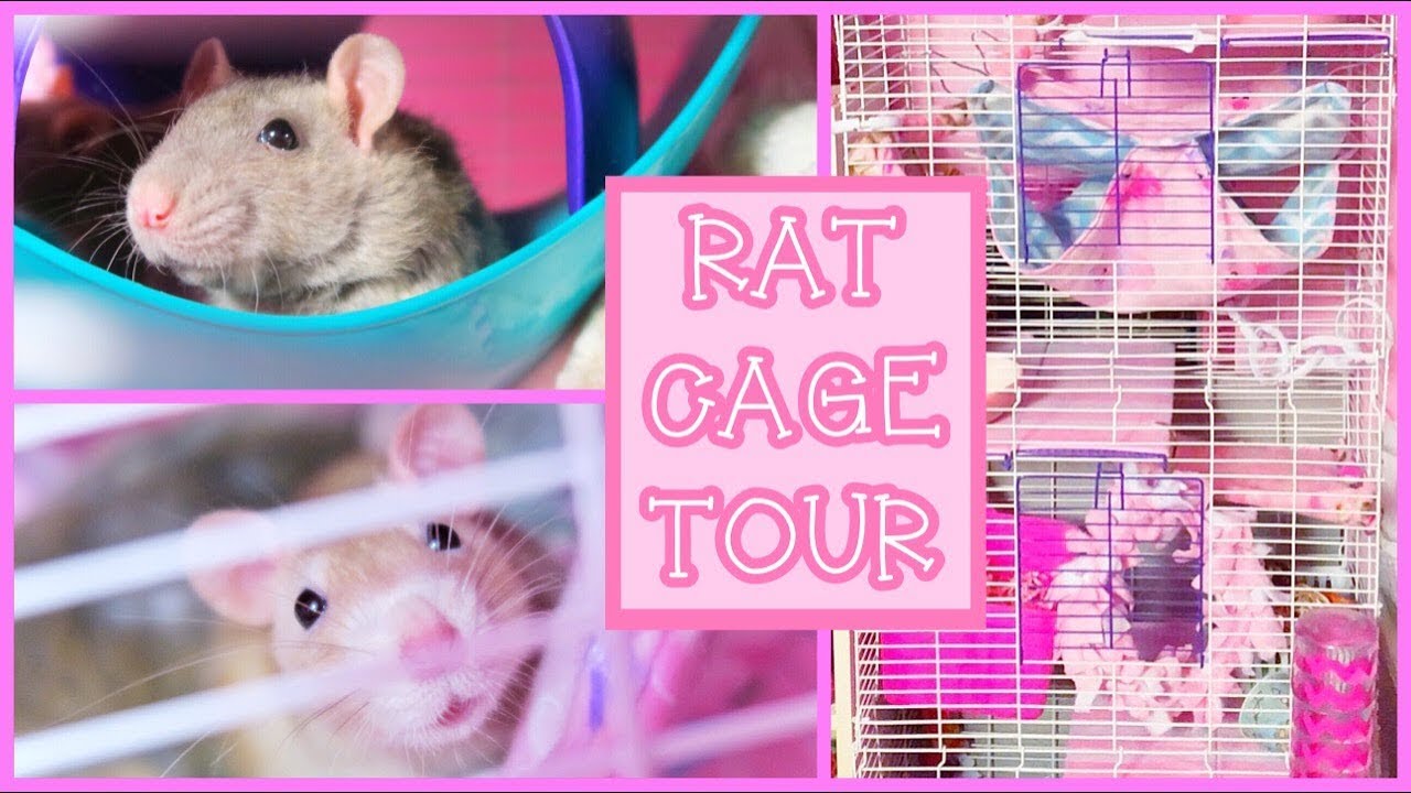 Rat Cage Tour 2018 (Pink & Girly)