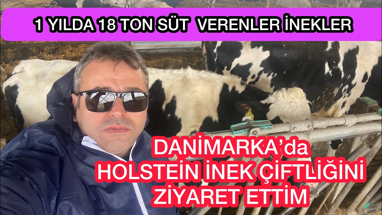 #inekpeşinde 🇩🇰 DANİMARKA’da HOLSTEİN SÜT İŞLETMELERİNİ ZİYARET ETTİM.Sizler için görüntüledim.