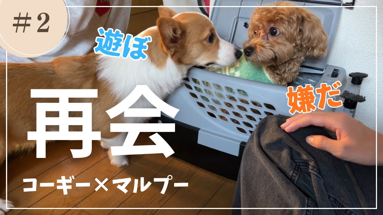【コーギーとマルプー】お友達のロイ君が遊びに来て大はしゃぎ！【犬のいる暮らし】