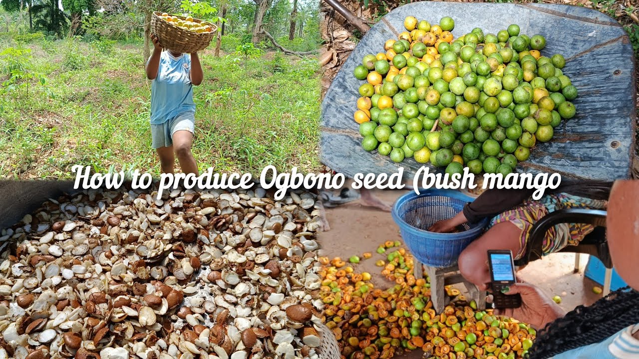 See how real Ogbono seed (bush mango)is made in the village#bushmango #ogbono