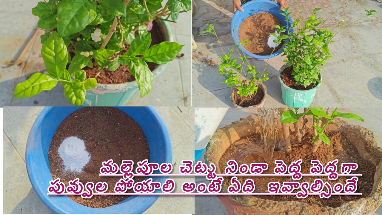 How to grow jasmine flowers మల్లెపూలు చెట్టునిండా పోయాలంటే ఇదొక్కటి ఫర్టిలైజర్  చాలు 