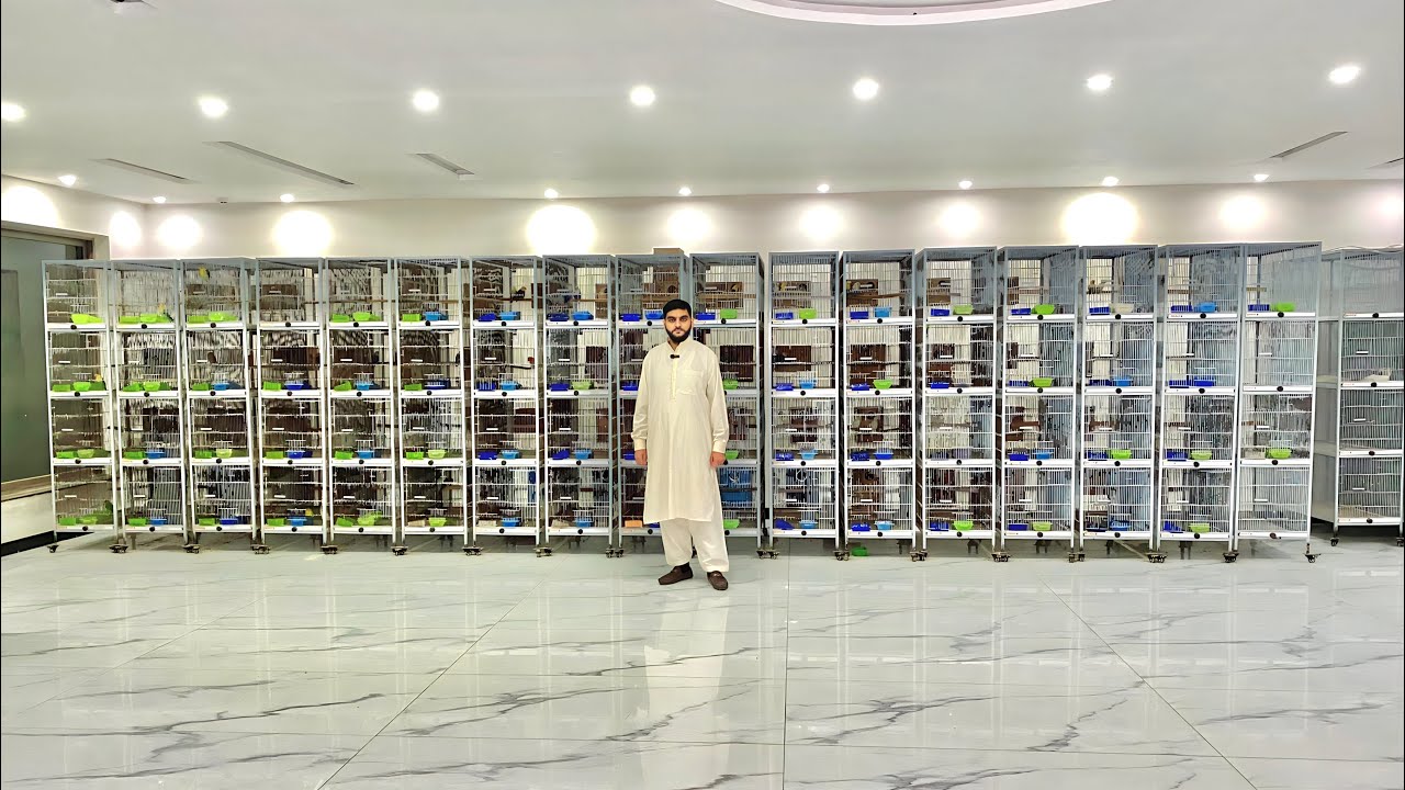 Visit H.A Birds Farm | Lovebirds Breeding Setup in Lahore | Birds Farming | LoveBirds Business Idea