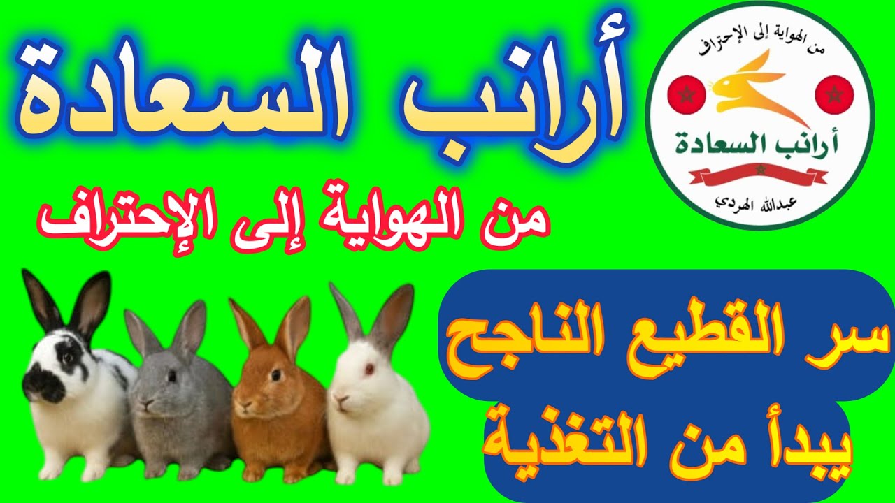 الفيديو رقم 21 { تغذية الأرانب السليمة ـ أسرار الصحة والإنتاج }