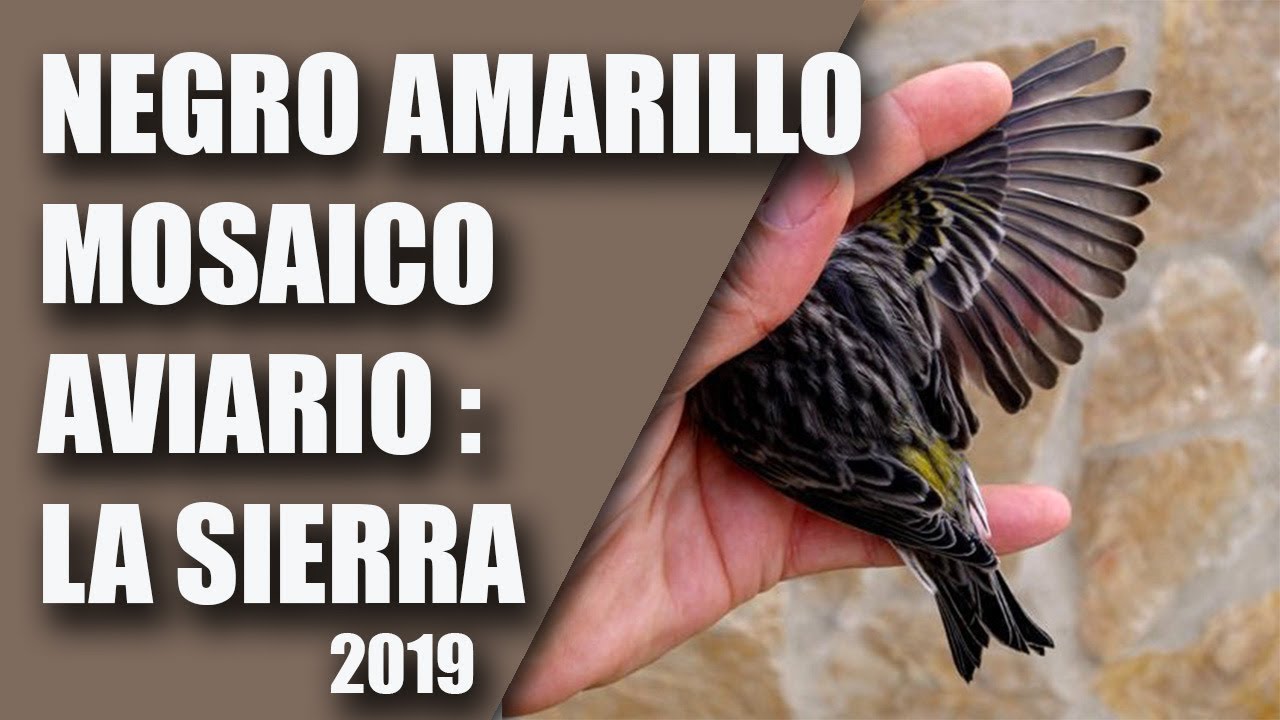 CRIA CANARIOS (AVIARIO LA SIERRA, NEGRO AMARILLO MOSAICO) 2019