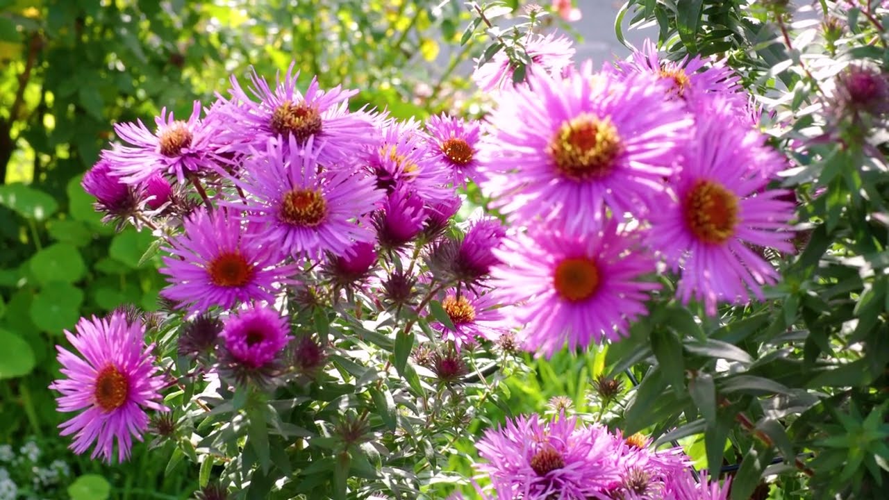 Astern. Leuchtend bunte Sternblüten für sonnige Standorte