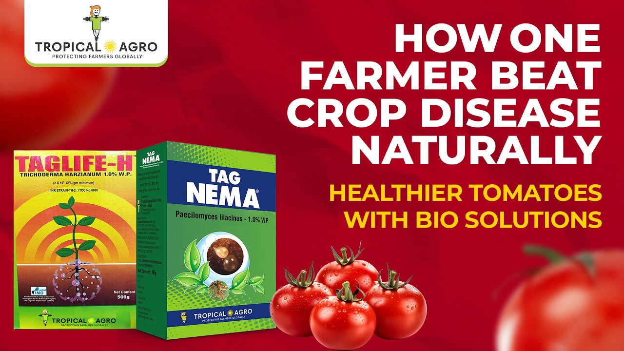 Bio Fungicide & Nematicide in Action: A Farmer&rsquo;s Journey to Healthier Tomato Crops in Harare