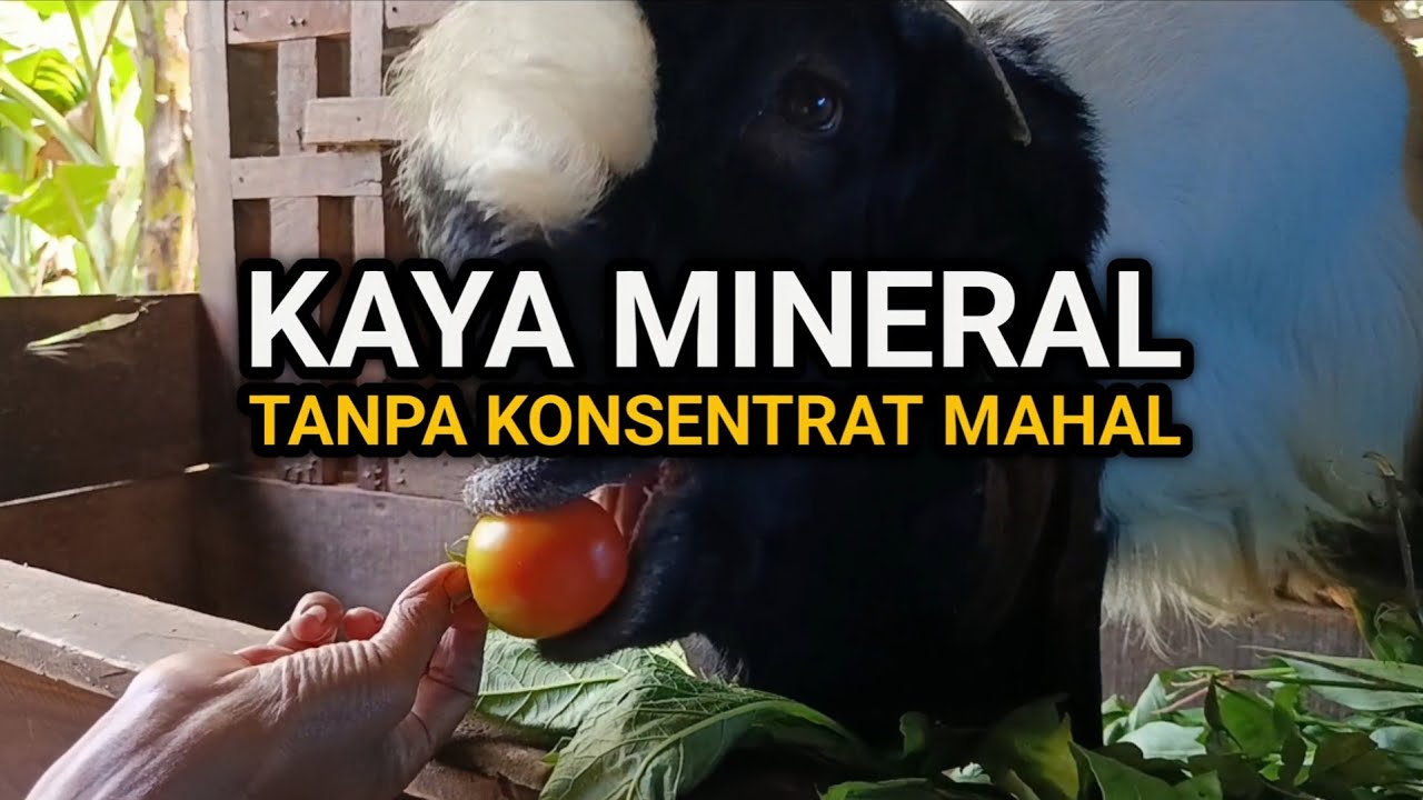 7 Tanaman Kaya Mineral Bikin Kambing Subur & Sehat Tanpa Konsentrat Mahal