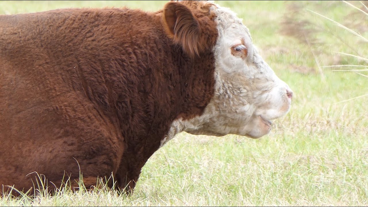 2025 Florida Agriculture: Cows In Rural Tampa Bay [No Talking]