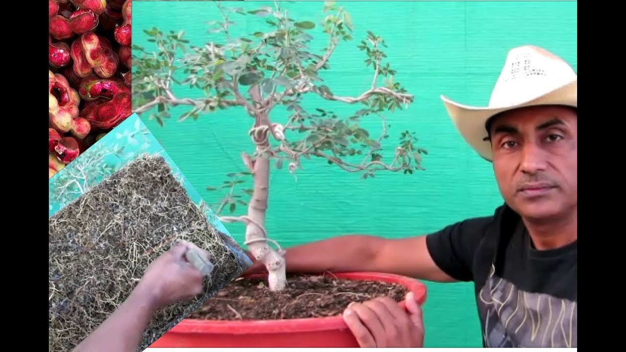 Jungle Jalebi Bonsai/ Root Pruning and Repotting/Bonsai Hunter