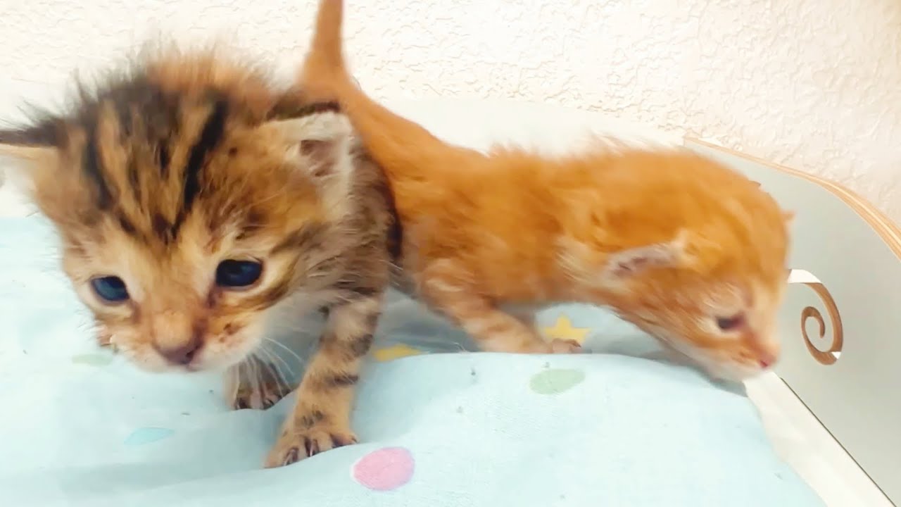 У них нет мамы... Но эти приемные котята никогда не расстаются друг с другом