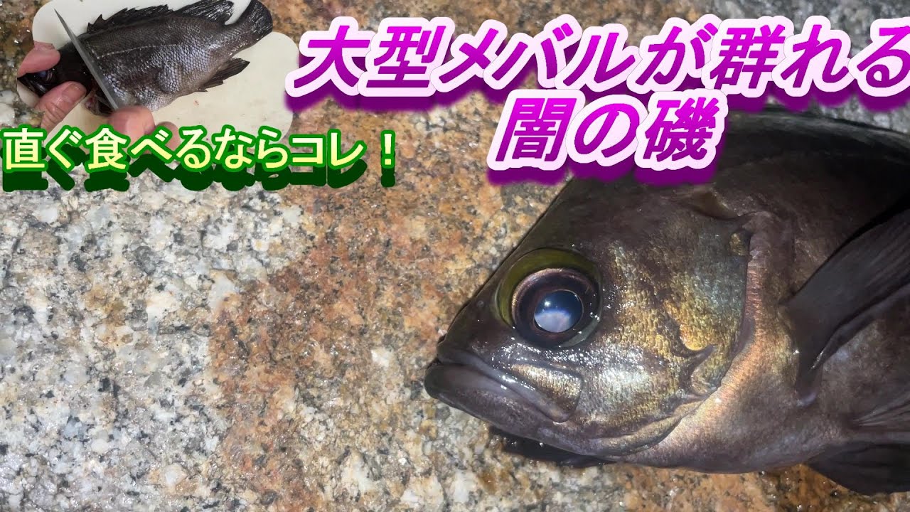 いよいよハイシーズンか、闇磯で良型メバルの群れ発見！お勧めのメバル料理も紹介！＠釣りに行こうか