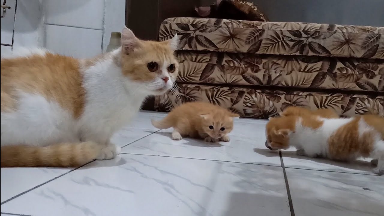 かわいい猫と子猫のアクティビティ