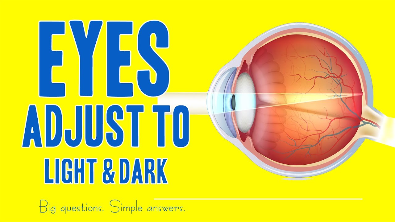 Eyes Adjust to Light & Dark (Science Explained)