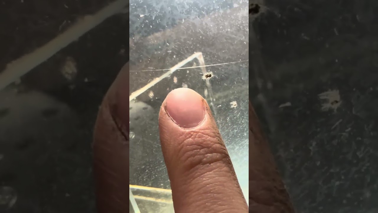 Snail Breeding success 