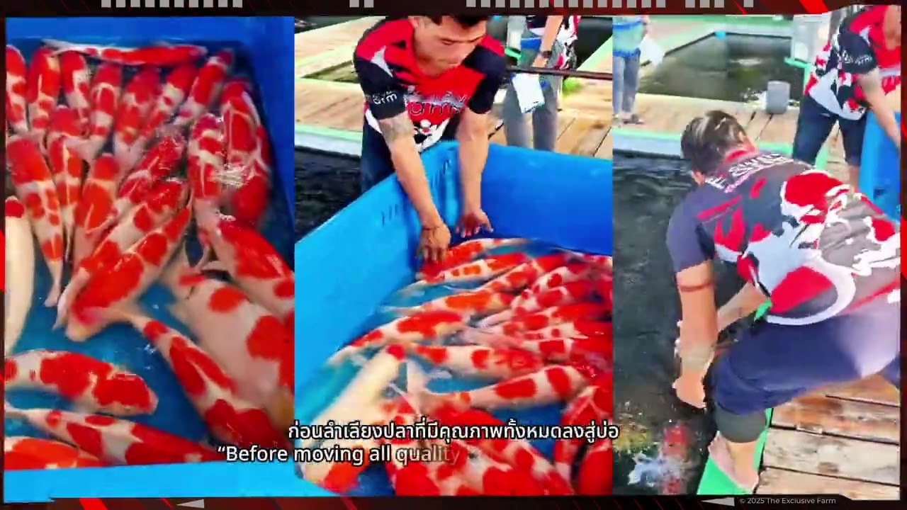 🎏 👉 The Exclusive Koi Farm 👈 🎏