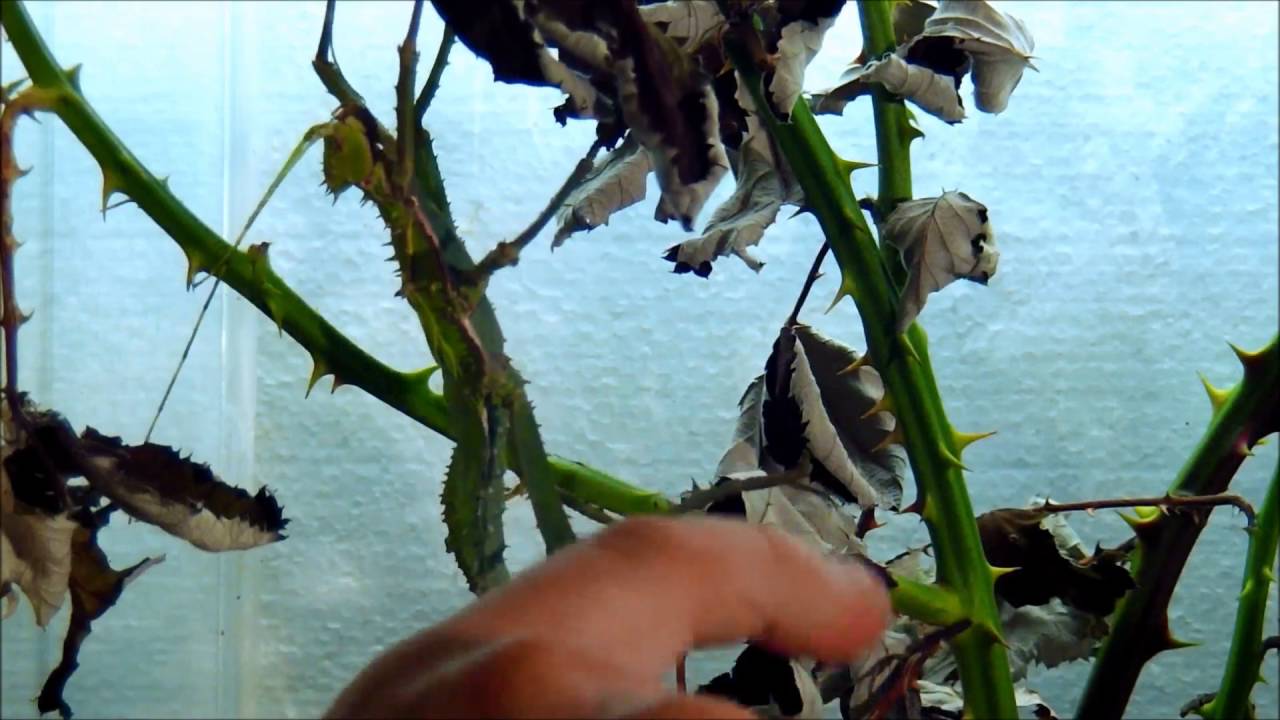 Haltung von Heteropteryx dilatata/Malaiische Riesengespenstschrecke