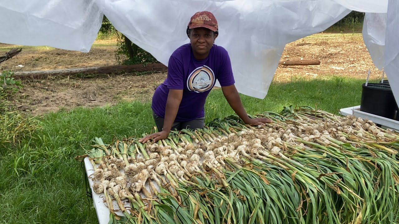 CURING GARLIC The Homestead Heart Way