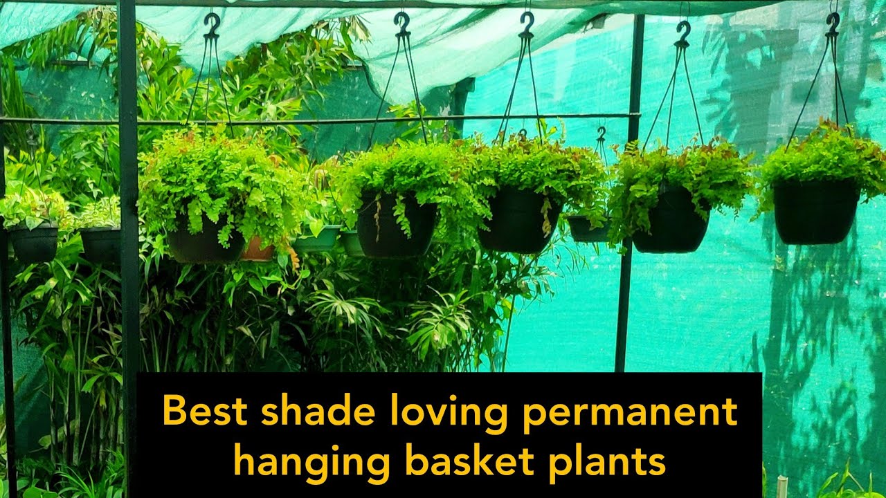 Best 10 shade loving permanent hanging basket plants, टोकरी में चलने वाले बेल पौधों के नाम