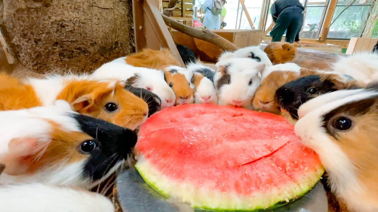 スイカを囲むモルモットの群れに、〇〇が乱入し大混乱に。Animals eat watermelon