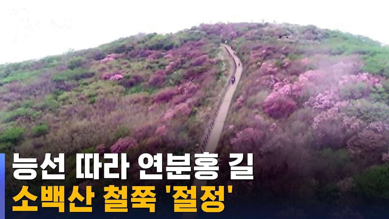 능선 따라 연분홍 길&hellip;소백산 철쭉 '절정' / SBS 8뉴스