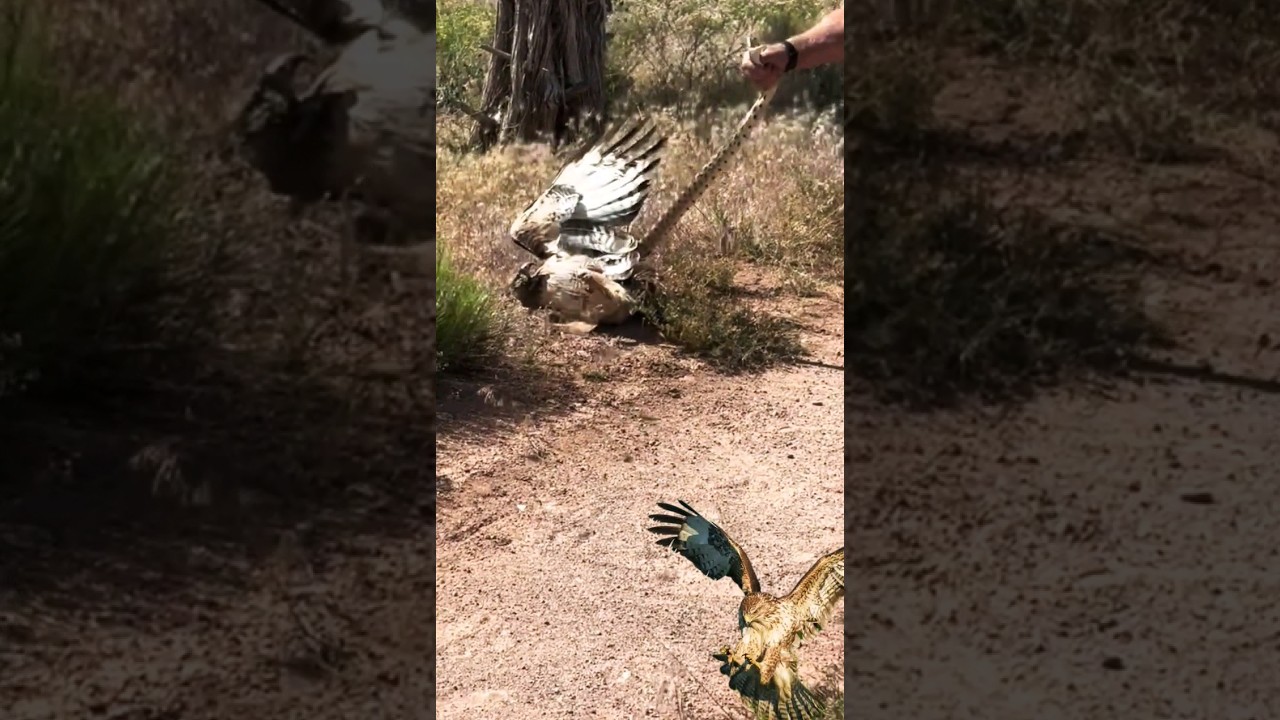 separate the snake and the hawk