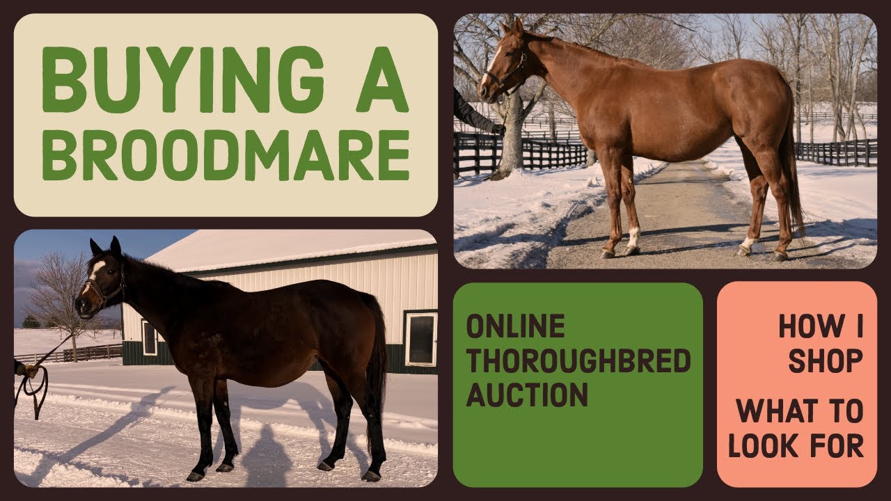 Buying A TB Broodmare in an Online Auction!