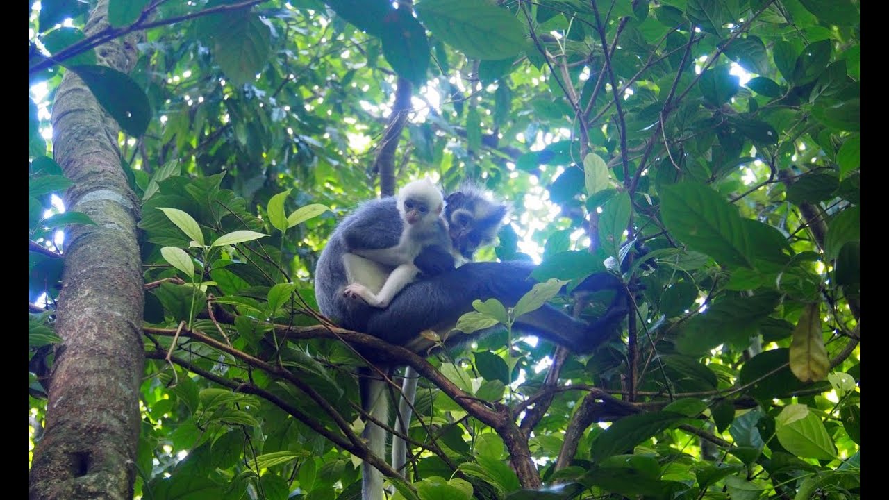 Gunung Leuser - Sumatra 2018