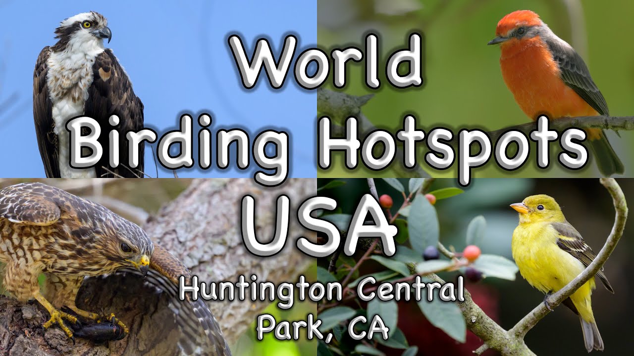 World Birding Hotspots - USA. Huntington Central Park, CA.