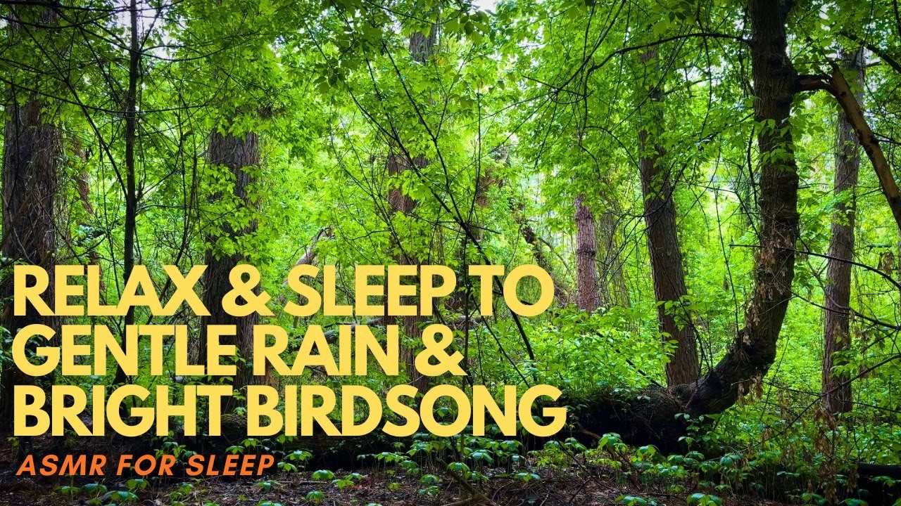 🌧 ASMR Forest Whitenoise: Relax & Sleep to Gentle Rain & Bright Birdsong in Nature 🌲🎶