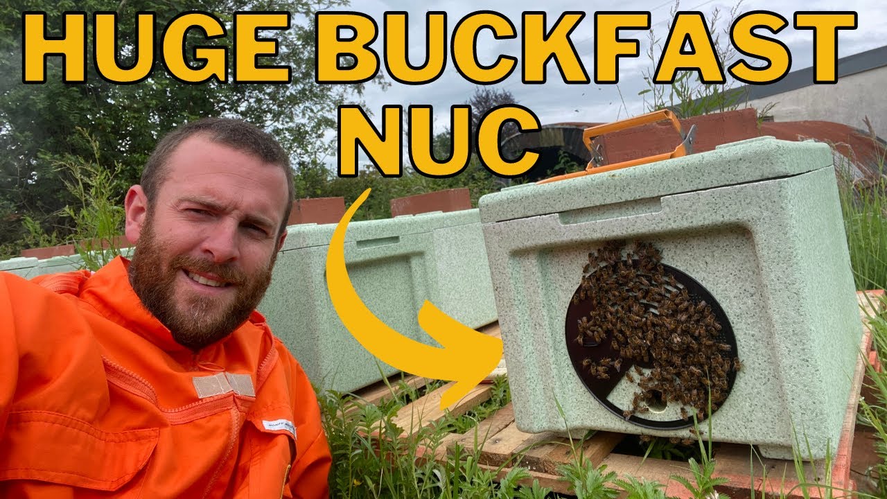 Double Brooding BIG Nucleus Of Bees!! Nuc Managment
