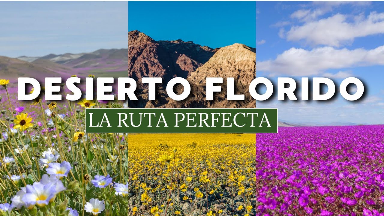 DESIERTO FLORIDO 2025 en CHILE: DONDE VER el fenómeno natural ➡️ GUÍA COMPLETA 