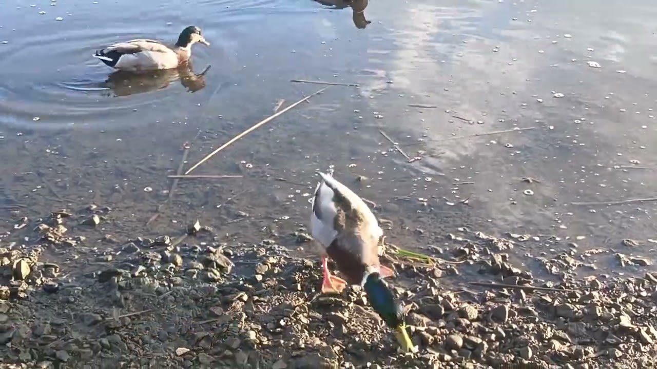 Duck
