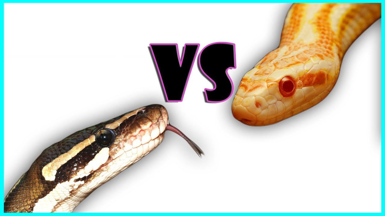 BALL PYTHONS VS CORN SNAKES! WHICH ONE IS BETTER?