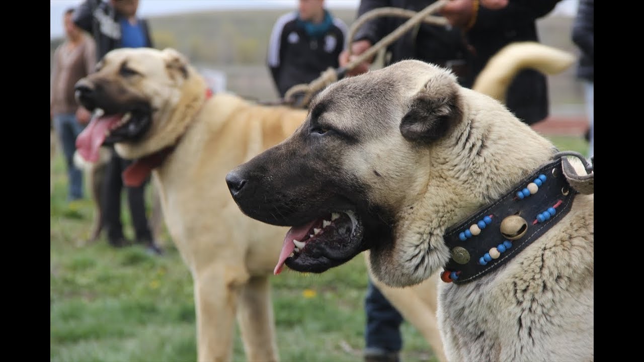 Türk Çoban Köpekleri Festivali