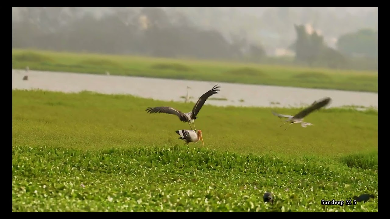 Painted Stork and Heron Fighting for a Fish - A Clash of Hunters | Wildlife Documentary |