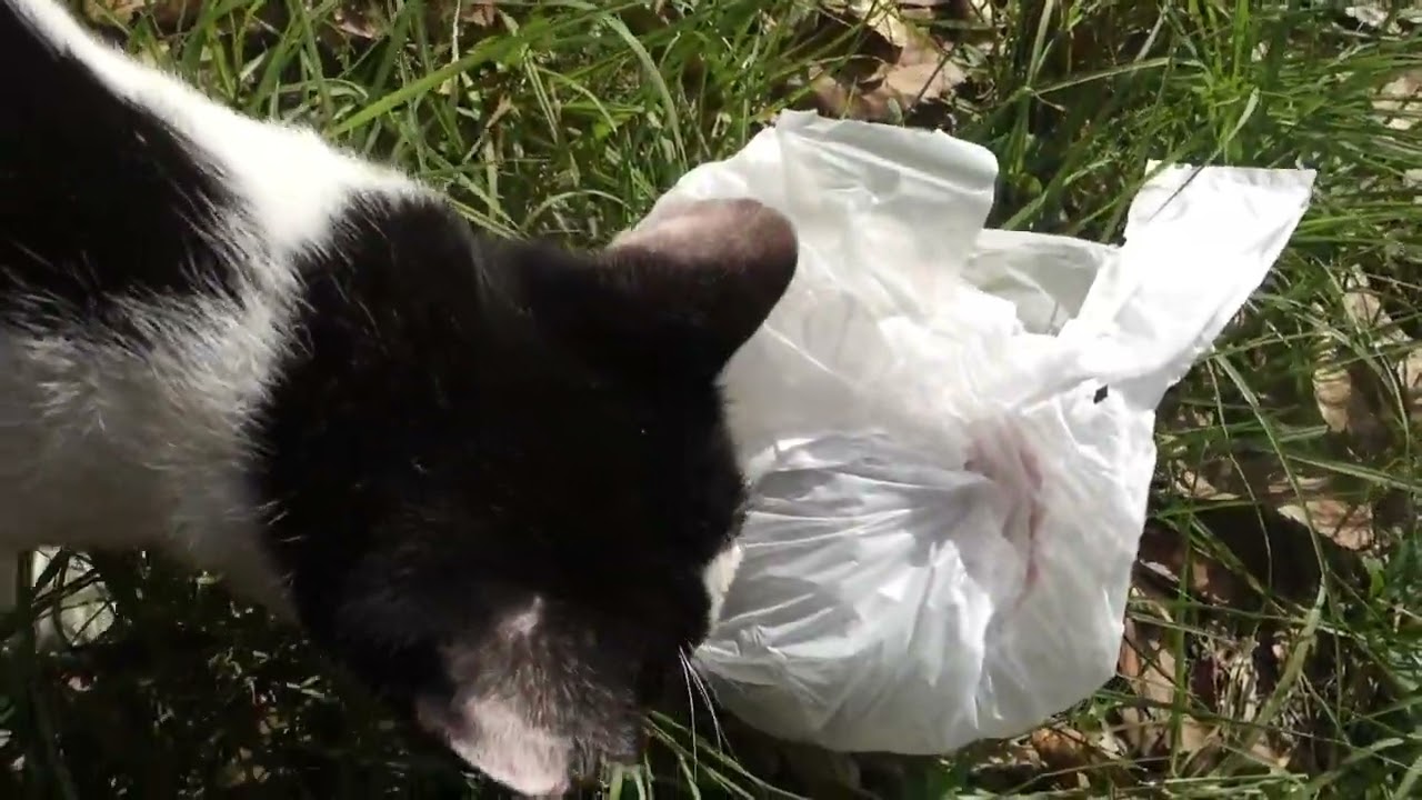 【Cat Video】 meowmeow Happy #cat  #cats  #cute