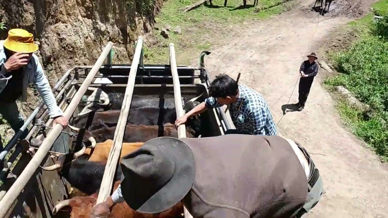 Embarcando la ganadería del sr. Alfredo Lopez