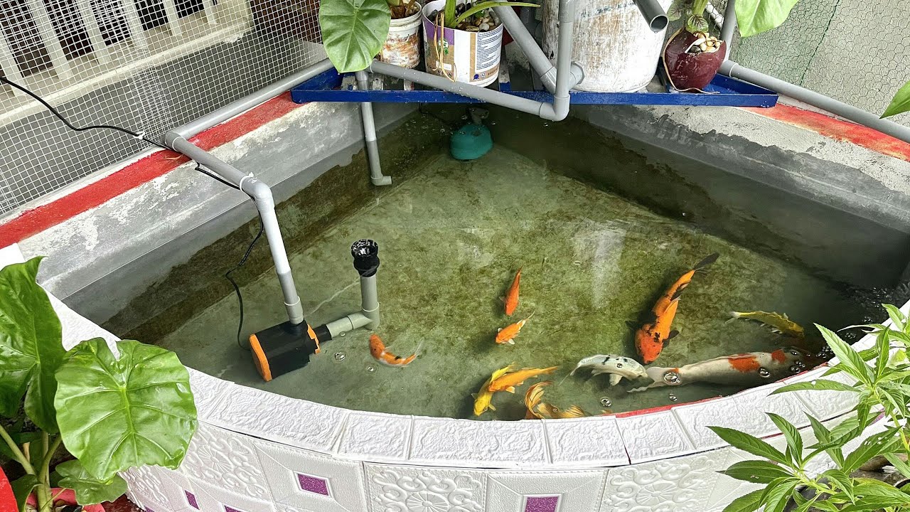 Hồ Cá Koi 800l Đẹp - Bộ Lọc Tự Thiết Kế Nước Siêu Trong Nuôi Cá F1 Đẹp.Hồ Em Chiến Ở Thái Nguyên.